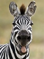 Zebras love WordPress